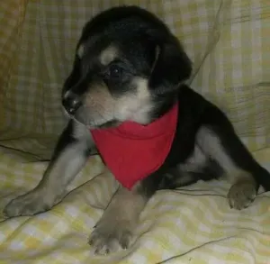 Cachorro raça SRD idade Abaixo de 2 meses nome Não tem 