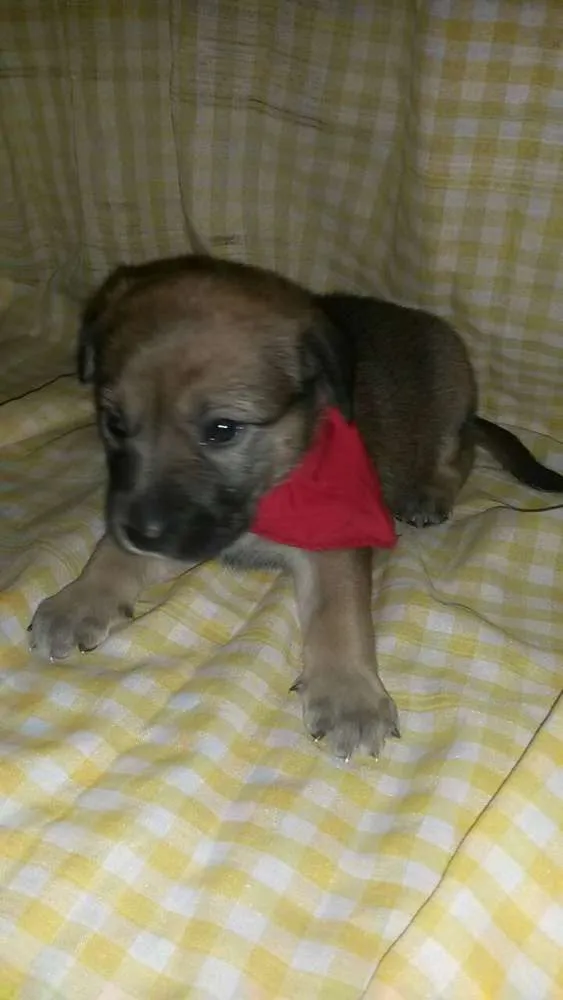Cachorro ra a SRD idade Abaixo de 2 meses nome Não tem 