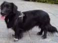 Bela