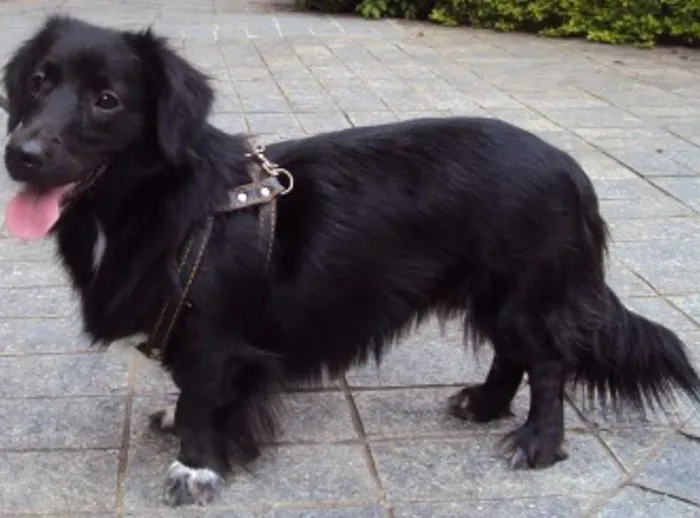 Cachorro ra a SRD idade 2 anos nome Bela