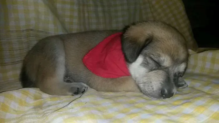Cachorro ra a SRD idade Abaixo de 2 meses nome Não tem 