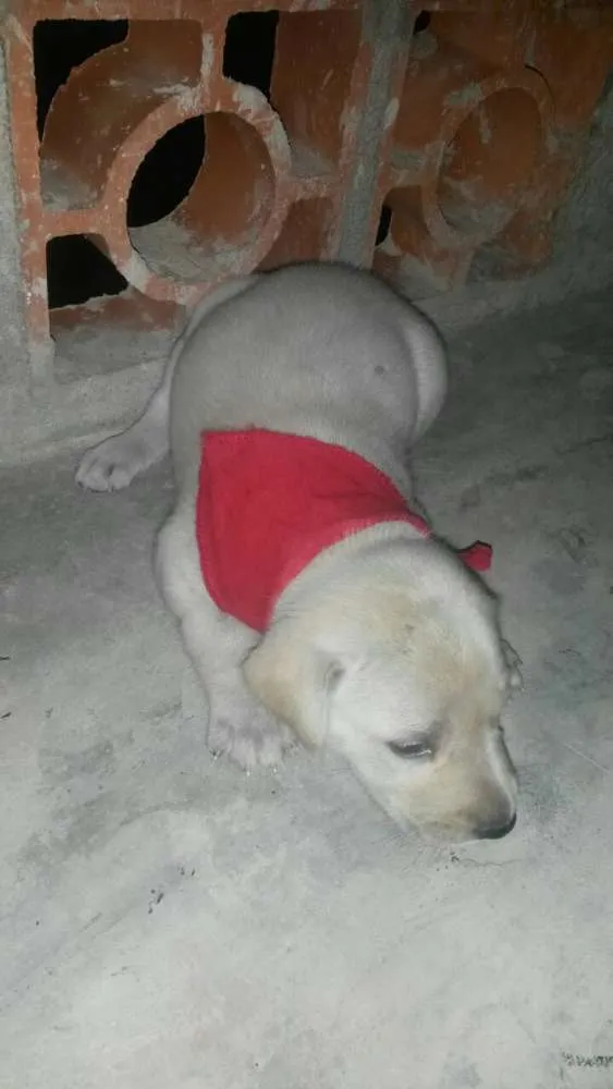 Cachorro ra a SRD idade Abaixo de 2 meses nome Não tem 