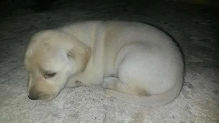 Cachorro ra a SRD idade Abaixo de 2 meses nome Não tem 