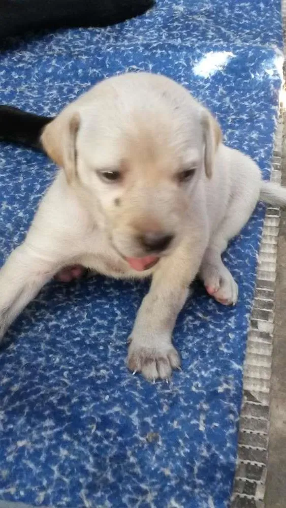 Cachorro ra a SRD idade Abaixo de 2 meses nome Não tem 