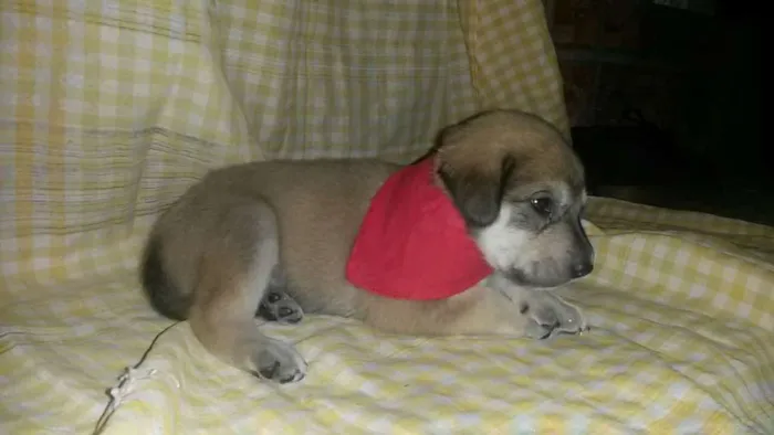 Cachorro ra a SRD idade Abaixo de 2 meses nome Não tem 