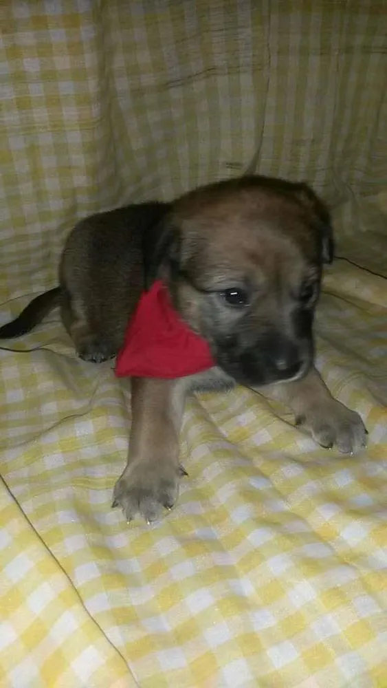 Cachorro ra a SRD idade Abaixo de 2 meses nome Não tem 