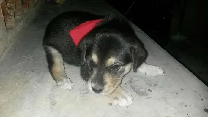 Cachorro ra a SRD idade Abaixo de 2 meses nome Não tem 