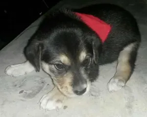 Cachorro raça SRD idade Abaixo de 2 meses nome Não tem 