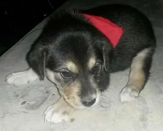 Cachorro ra a SRD idade Abaixo de 2 meses nome Não tem 