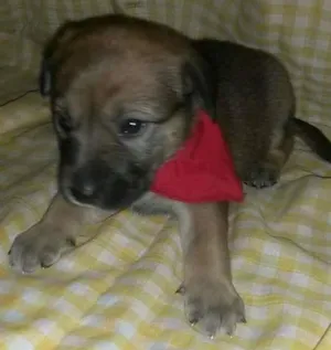 Cachorro raça SRD idade Abaixo de 2 meses nome Não tem 
