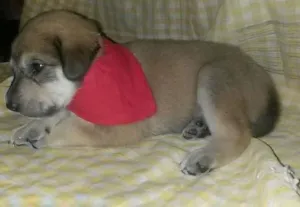 Cachorro raça SRD idade Abaixo de 2 meses nome Não tem 