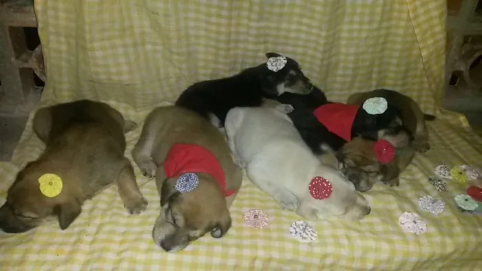 Cachorro ra a SRD idade Abaixo de 2 meses nome Não tem 