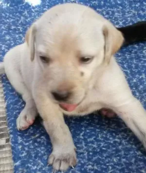 Cachorro raça SRD idade Abaixo de 2 meses nome Não tem 
