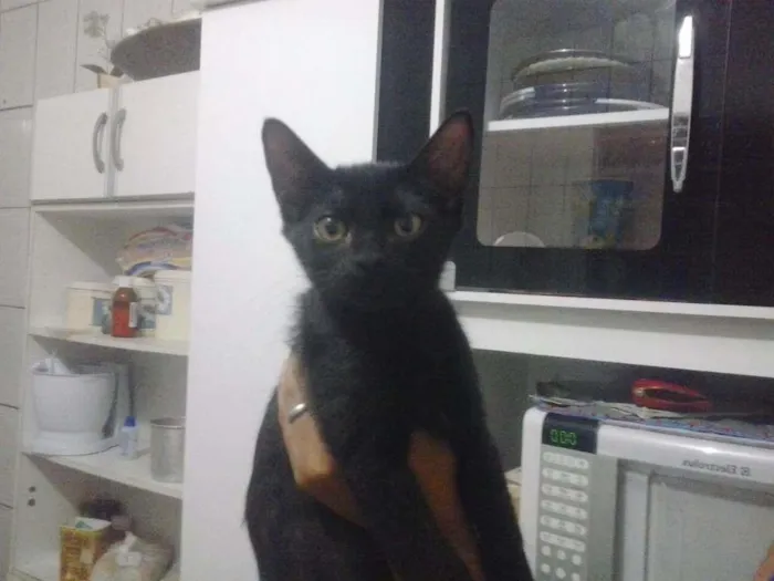 Gato ra a Srd idade 2 a 6 meses nome Cookie