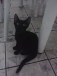 Cookie