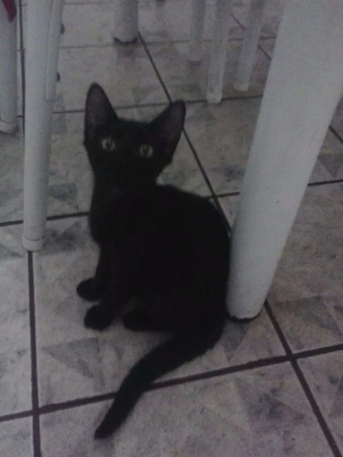 Gato ra a Srd idade 2 a 6 meses nome Cookie