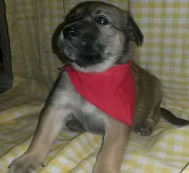 Cachorro ra a SRD idade Abaixo de 2 meses nome Não tem 