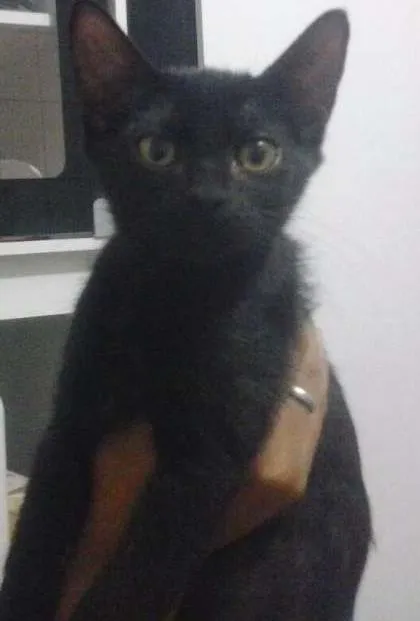 Gato ra a Srd idade 2 a 6 meses nome Cookie