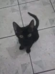 Cookie