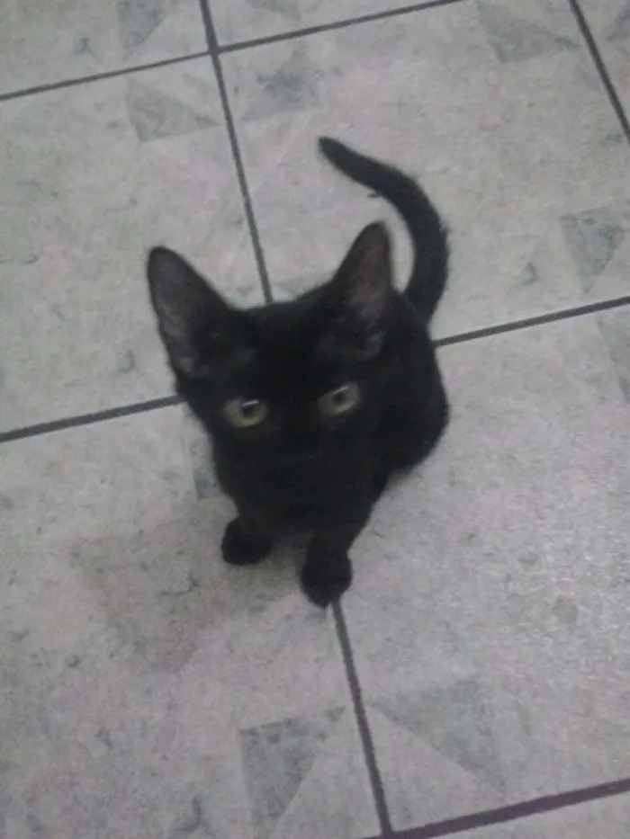 Gato ra a Srd idade 2 a 6 meses nome Cookie