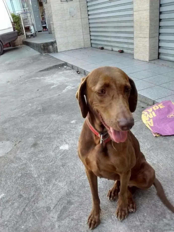 Cachorro ra a Weimaraner idade 7 a 11 meses nome Pandora