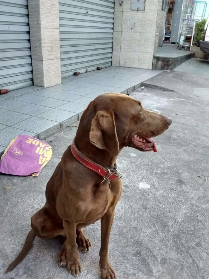 Cachorro ra a Weimaraner idade 7 a 11 meses nome Pandora