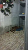 Pandora
