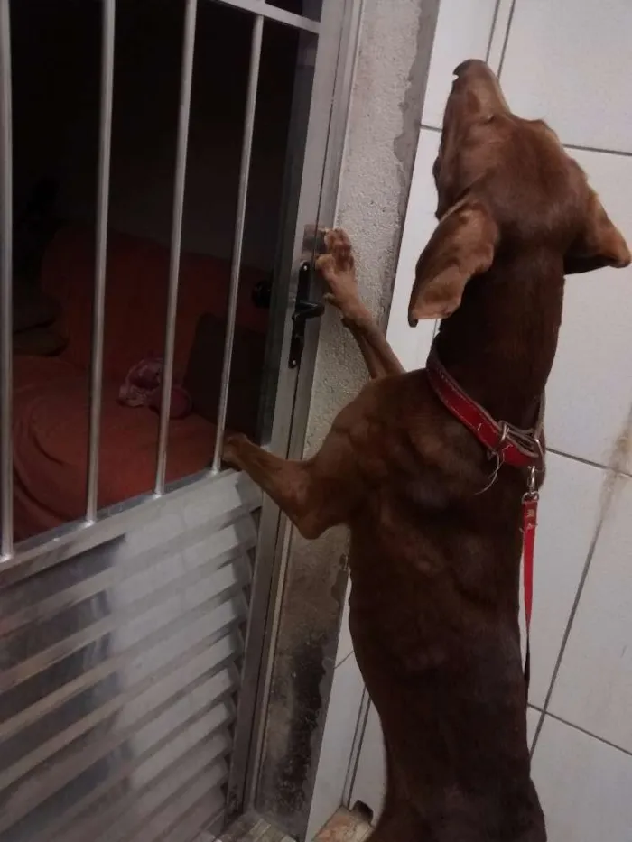Cachorro ra a Weimaraner idade 7 a 11 meses nome Pandora