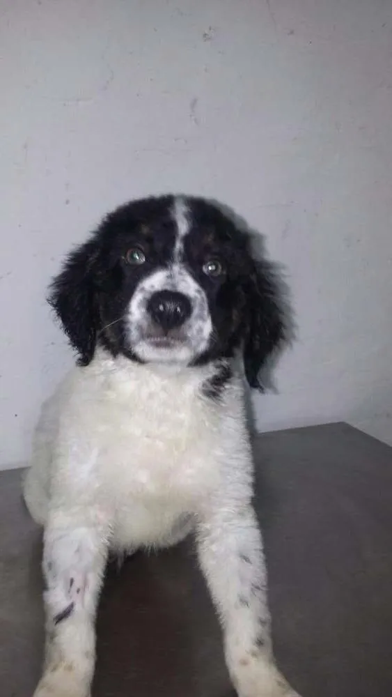 Cachorro ra a Vira lata idade 2 a 6 meses nome Filhotes
