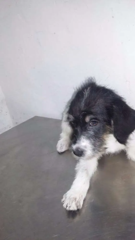 Cachorro ra a Vira lata idade 2 a 6 meses nome Filhotes