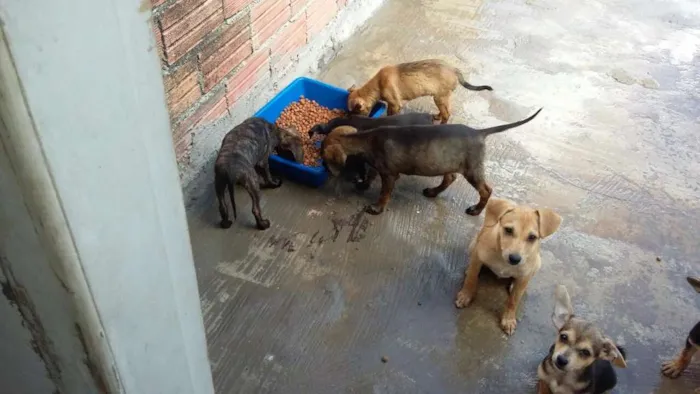 Cachorro ra a Vira lata idade 2 a 6 meses nome Filhotes