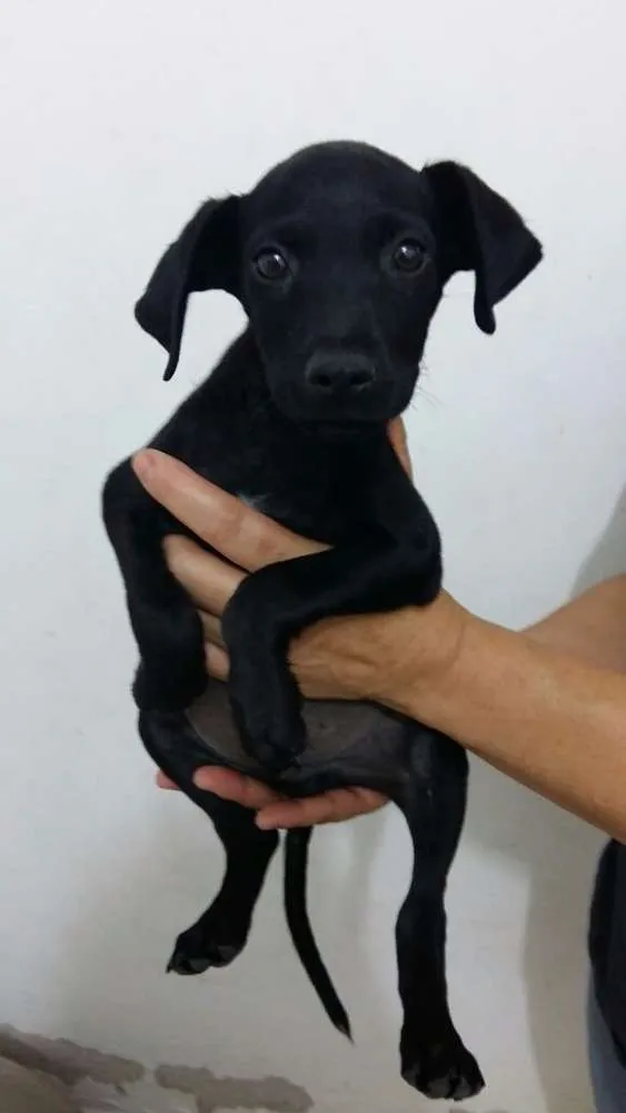 Cachorro ra a Vira lata idade 2 a 6 meses nome Filhotes