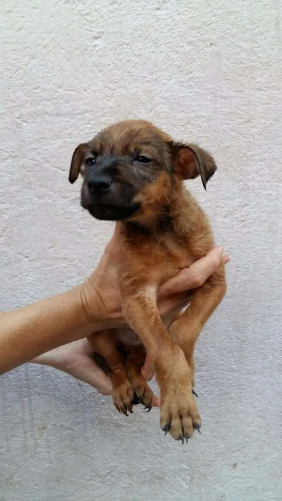 Cachorro ra a Vira lata idade 2 a 6 meses nome Filhotes