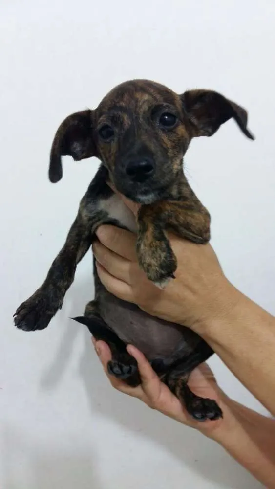 Cachorro ra a Vira lata idade 2 a 6 meses nome Filhotes