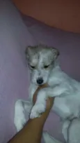 Princesa