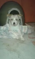 Princesa