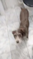 nina