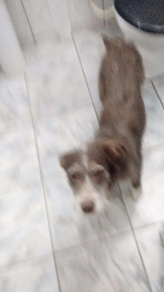 Cachorro ra a dira-lata idade 2 a 6 meses nome nina