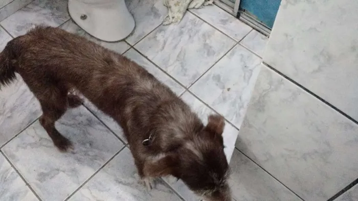 Cachorro ra a dira-lata idade 2 a 6 meses nome nina