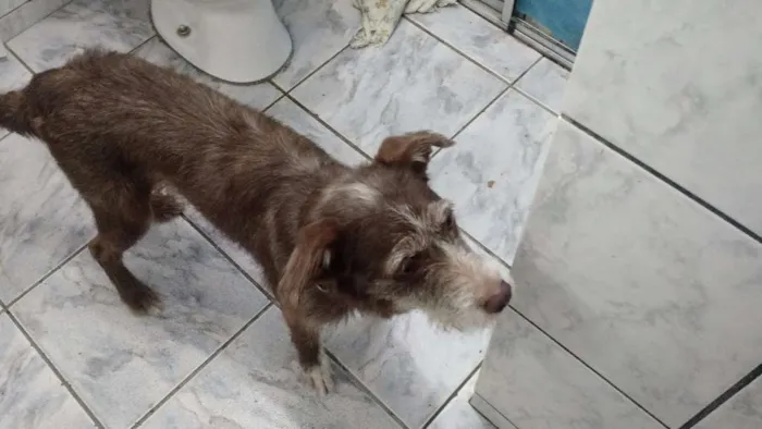 Cachorro ra a dira-lata idade 2 a 6 meses nome nina