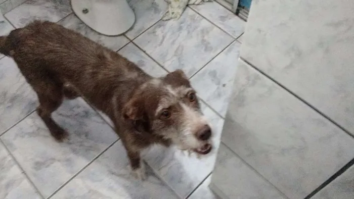Cachorro ra a dira-lata idade 2 a 6 meses nome nina