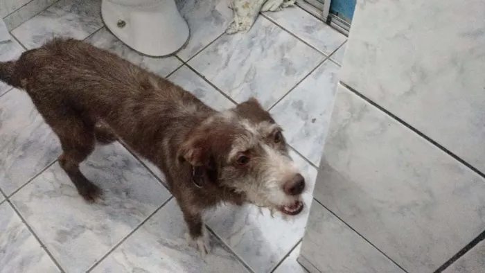 Cachorro ra a dira-lata idade 2 a 6 meses nome nina