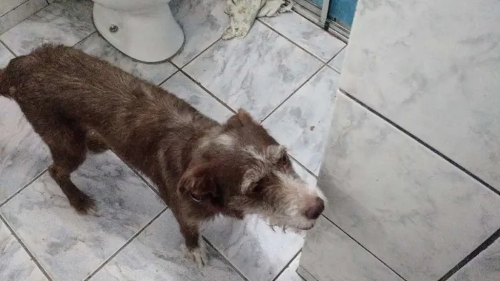 Cachorro ra a dira-lata idade 2 a 6 meses nome nina
