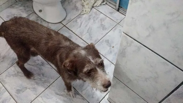 Cachorro ra a dira-lata idade 2 a 6 meses nome nina