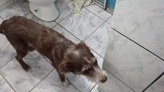 Cachorro ra a dira-lata idade 2 a 6 meses nome nina