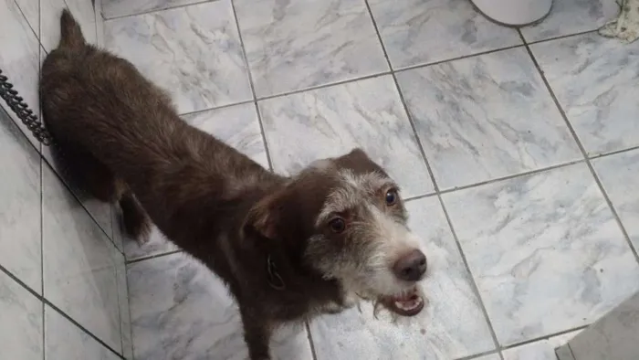 Cachorro ra a dira-lata idade 2 a 6 meses nome nina
