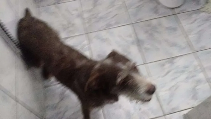Cachorro ra a dira-lata idade 2 a 6 meses nome nina