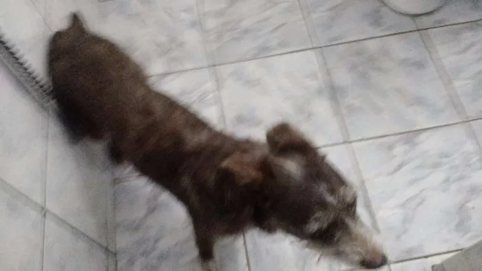 Cachorro ra a dira-lata idade 2 a 6 meses nome nina