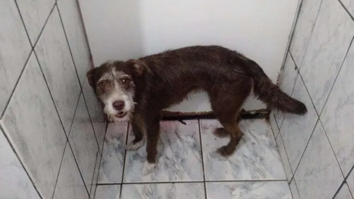 Cachorro ra a dira-lata idade 2 a 6 meses nome nina