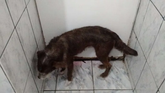 Cachorro ra a dira-lata idade 2 a 6 meses nome nina